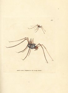 Weberknecht, Megabunus diadema. Handkolorierter Kupferstich von James Sowerby aus The British Miscellany, oder Coloured figures of new, rare, or little known animal subjects. von James Sowerby