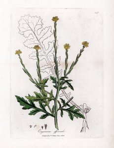 Kraut mit Sängern oder Hecken-Kresse - Hecken-Senf, Erysium officinale von James Sowerby