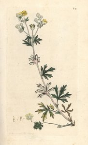 Silber-Fingerkraut, Potentilla argentea. Handkolorierter Kupferstich nach einer Illustration von James Sowerby aus James Smiths English Botany, London