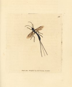 Schlupfwespe, Rhyssa persuasoria (Ichneumon persuasorius). Handkolorierter Kupferstich von James Sowerby aus The British Miscellany, oder Coloured figures of new, rare, or little known animal subjects. von James Sowerby