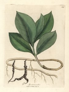 Ipecacuanha von James Sowerby