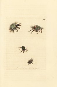 Larve des Hemerobius (Florfliege) bekleidet mit Flechte, mit Milbe, Acarus amictus und kleiner Korbmilbe, Acarus corbicula. Handkolorierter Kupferstich von James Sowerby aus The British Miscellany, or Coloured figures of new, rare, or little known animal s von James Sowerby