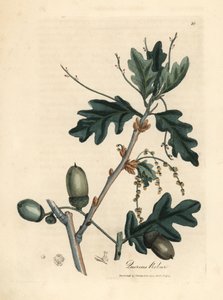 Blätter und Eicheln der Stieleiche, Quercus robur von James Sowerby