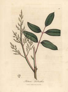 Blätter und Blüten des Chianbaums oder Zypressen-Terpentinbaums, Pistacia terebinthus von James Sowerby