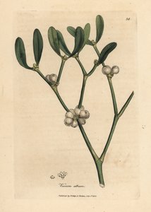 Blätter und weiße Beeren der Mistel, Viscum album von James Sowerby