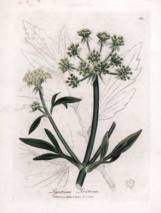 Liebstöckel, Ligusticum levisticum. Handkolorierter Kupferstich aus einer Illustration von James Sowerby. Auszug aus dem Buch von William Woodville und Sir William Jackson Hooker „Botanique medicinale“ 1832 von James Sowerby