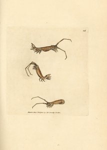 Langhorn-Assel, Astacilla longicornis von James Sowerby