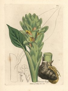 Langwurzeliger Kurkuma, Curcuma longa