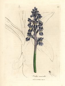 Männliches Knabenkraut, Orchis mascula