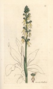 Männliche Orchidee, Orchis anthropophora. Handkolorierter Kupferstich nach einer Illustration von James Sowerby aus James Smiths English Botany, London