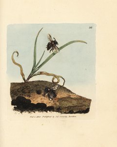 Sandbiene, Andrena nigroaenea von James Sowerby
