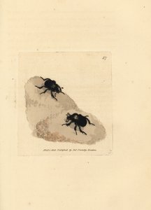 Minotaurenkäfer, Typhaeus typhoeus (Scarabaeus pumilus). Handkolorierte Kupferstichgravur von James Sowerby aus The British Miscellany, oder Coloured figures of new, rare, or little known animal subjects. von James Sowerby