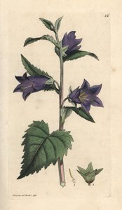 Nesselblättrige Glockenblume, Campanula trachelium von James Sowerby