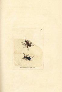 Nördliche Dünen-Sandlaufkäfer, Cicindela hybrida. Handkolorierte Kupferstichgravur von James Sowerby aus The British Miscellany, or Coloured figures of new, rare, or little known animal subjects von James Sowerby