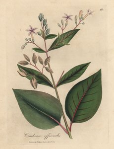 Rosa blühender Chinarindenbaum, Cinchona officinalis