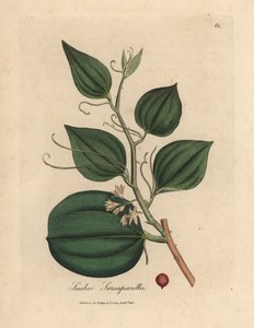 Rosa blühende und Beere der Sarsaparilla-Smilax, Smilax sarsaparilla von James Sowerby