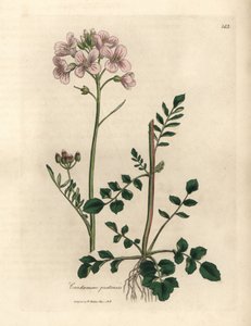 Rosa blühendes Wiesenschaumkraut, Cardamine pratensis