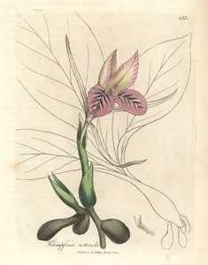 Rosa blühende Zedoarie, Kaempferia rotunda von James Sowerby