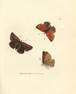 Kupferfarbener Feuerfalter, Lycaena hippothoe. Handkolorierte Kupferstichgravur von James Sowerby aus The British Miscellany, or Coloured figures of new, rare, or little known animal subjects