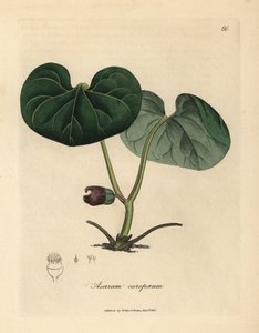 Lila blühender Haselwurz, Asarum europaeum von James Sowerby