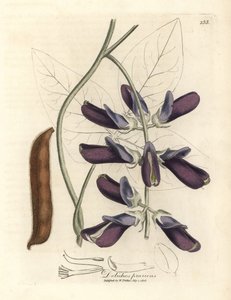 Purpurblühende Kuhbohne, Dolichos pruriens