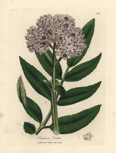Purpurblühender Zwerg-Holunder, Sambucus ebulus