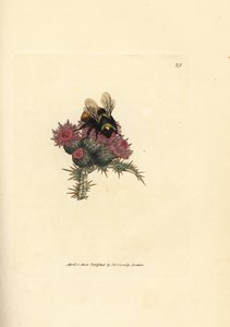 Steinhummel, Bombus lapidarius (Apis flavicollis) auf einer Distel. Handkolorierte Kupferstichgravur von James Sowerby aus The British Miscellany, oder Coloured figures of new, rare, or little known animal subjects. von James Sowerby
