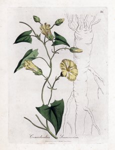 Scamonee - Scammony-Winde, Convolvulus scammonia. Handkolorierte Kupferstichgravur von James Sowerby aus William Woodville und Sir William Jackson Hooker