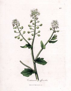 Löffelkraut, Cochlearia officinalis von James Sowerby