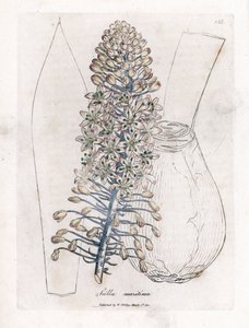 Meereszwiebel oder Scilla, Drimia maritima. Handkolorierte Kupferstichgravur von James Sowerby aus William Woodville und Sir William Jackson Hooker