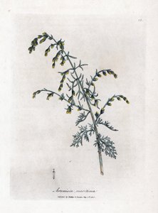 Meer-Wermut, Artemisia maritima von James Sowerby