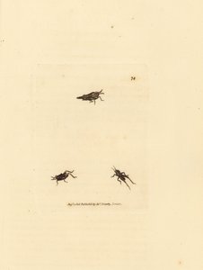 Schlanker Grashüpfer, Tetrix subulata (AWL-förmiges Acrydium, Acrydium subulatum). Handkolorierter Kupferstich von James Sowerby aus The British Miscellany, oder Coloured figures of new, rare, or little known animal subjects. von James Sowerby