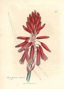 Socotorine Aloe, Aloe perfoliata socotorina
