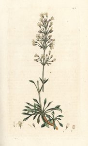 Spanisches Leimkraut, Silene otites