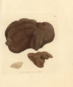 Schwamm, Spongionella pulchella (Spongia pulchella). Handkolorierter Kupferstich von James Sowerby aus The British Miscellany, oder Coloured figures of new, rare, or little known animal subjects.