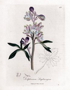 Staphisegar oder Läusegras oder Gichtgras oder wilde Trauben - Palmated Larkspur oder Stavesacre, Delphinium staphisagria. Handkolorierte Kupferstichgravur von James Sowerby aus William Woodville und Sir William Jackson Hooker