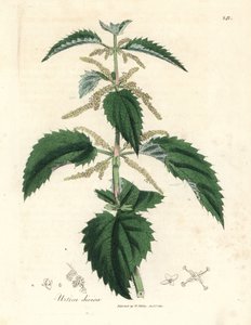 Brennnessel, Urtica dioica