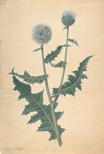 Studie einer Distel