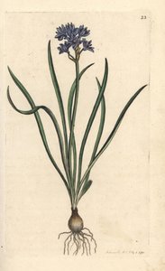 Frühlings-Blaustern, Scilla verna. Handkolorierter Kupferstich nach einer Illustration von James Sowerby aus James Smiths English Botany, London von James Sowerby