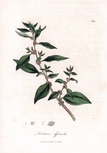 Mauerraute, Parietaria officinalis von James Sowerby