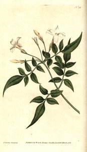 Weißer Jasmin - Gemeiner Jasmin oder Jessamine, Jasminum officinale. Handkolorierter Kupferstich und botanische Illustration von James Sowerby aus William Curtis