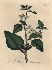 Weißblühender, schwarze Beere, Garten-Nachtschatten, Solanum nigrum von James Sowerby