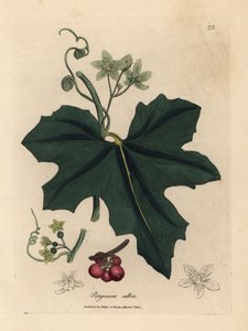 Weiße Zaunrübe, Bryonia alba von James Sowerby