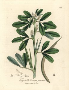 Weiß blühender Bockshornklee mit Samenschote, Trigonella foenum graecum