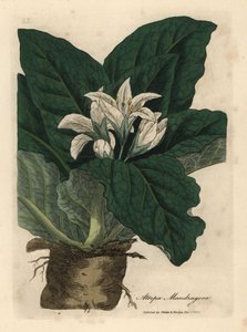Weiß blühende Alraune, Atropa mandragora