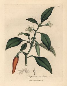 Weißblühender, scharlachroter Guinea-Pfeffer, Capsicum annuum