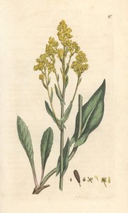 Färberwaid, Isatis tinctoria (Pastell der Färber oder Guede). Handkolorierter Kupferstich nach einer Illustration von James Sowerby aus James Smiths English Botany, London von James Sowerby