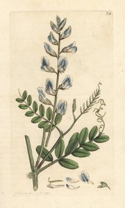 Wald-Wicke, Vicia sylvatica