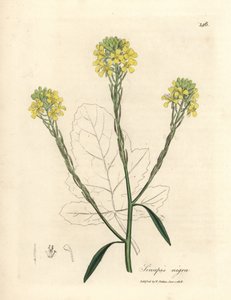 Gelbblühender Schwarzer Senf, Sinapis nigra von James Sowerby