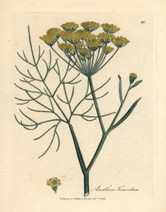 Gelb blühender Fenchel, Anethum foeniculum